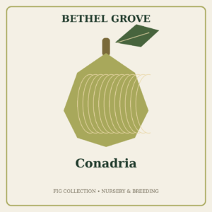 Conadria