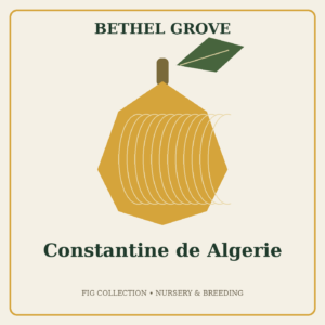 Constantine de Algerie