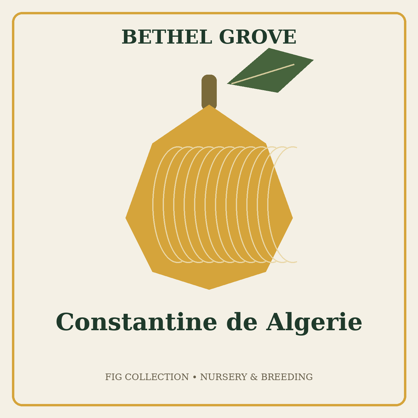 bethel-grove-constantine-de-algerie