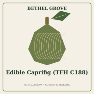 Edible Caprifig (TFH C188)