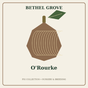 O'Rourke
