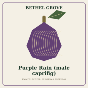Purple Rain (male caprifig)