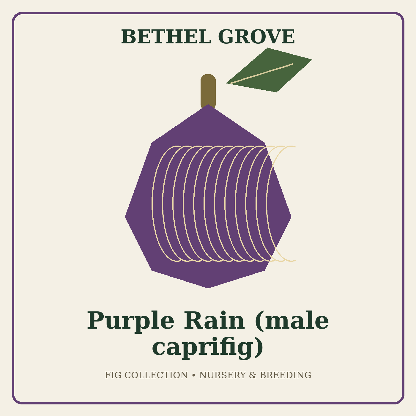 bethel-grove-purple-rain-caprifig